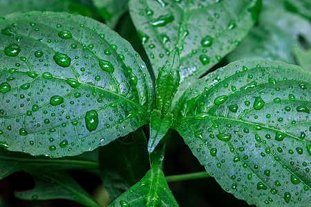 叶子雨水发芽高清图片