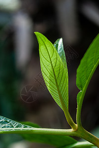 叶子背景图片