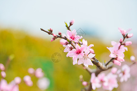 盘中花儿春天里的粉色桃花背景