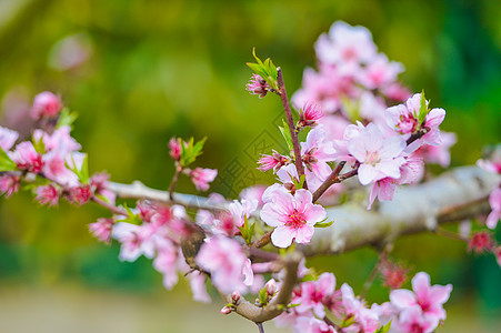 春天手绘桃花春天里的粉色桃花背景