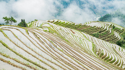 桂林旅游广西桂林龙胜龙脊梯田春耕背景