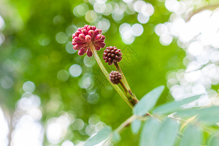 花生发芽朱缨花蕊背景