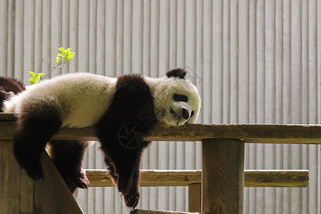 小熊猫玩耍panda高清图片