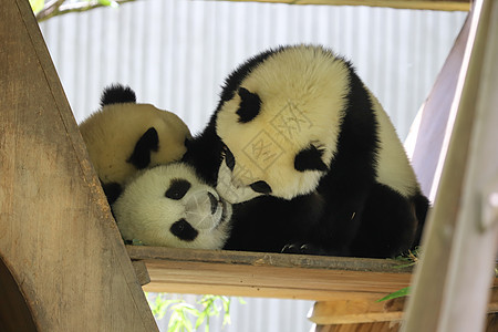 小熊猫玩耍panda高清图片