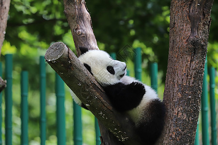 小熊猫玩耍保护动物高清图片素材
