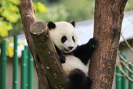 小熊猫玩耍稀有动物高清图片