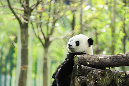 小熊猫玩耍panda高清图片