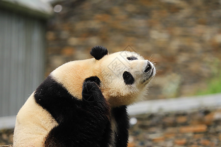 小熊猫玩耍图片