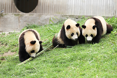 大熊猫吃竹子野生动物高清图片素材