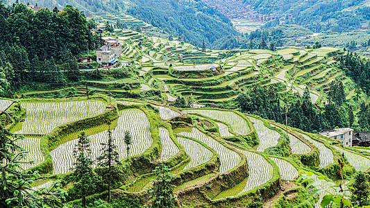 禾苗春耕的梯田3背景