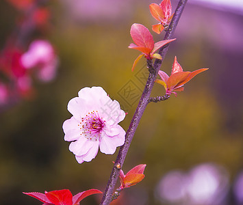 春天开满肢体的樱花背景图片