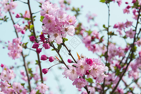 春天开满肢体的樱花背景图片