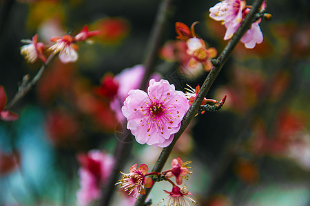 春天开满肢体的樱花图片