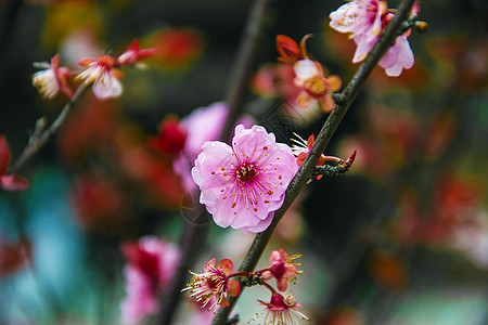 春天开满肢体的樱花背景图片