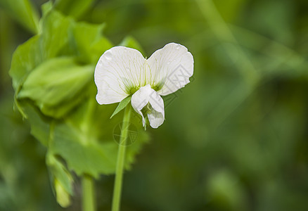 绿色清新花朵白色蝴蝶花背景