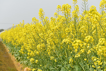 郊区油菜花田图片