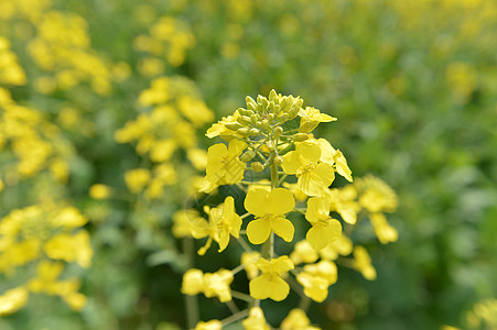 郊区油菜花田高清图片