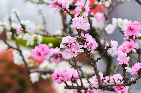 粉色桃花绽放高清图片