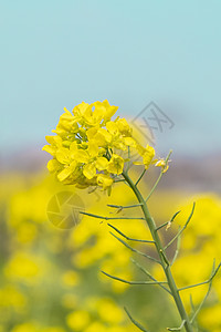 油菜花油菜花特写高清图片