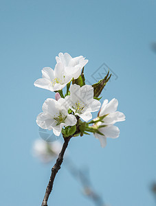 春天开满枝头的白色樱花清新高清图片素材