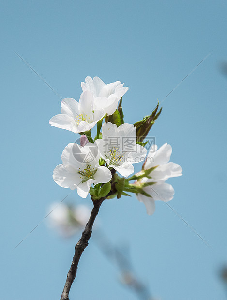 春天开满枝头的白色樱花图片