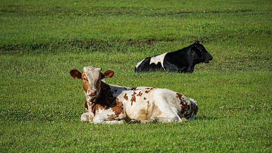 牛养殖场呼伦贝尔草原牧场养的牛背景