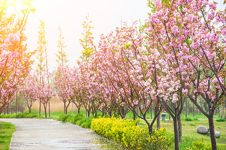 果园风光阳光下的樱花树背景