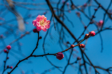 梅花图片