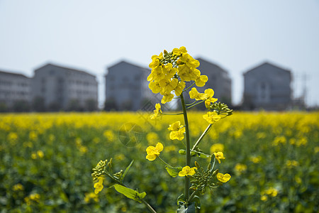 田园风景春天盛开的油菜花背景