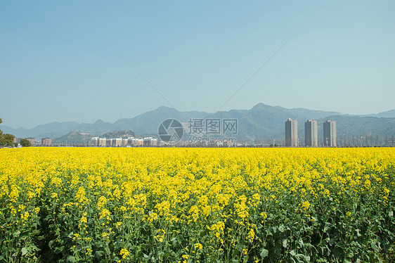 春天盛开的油菜花图片