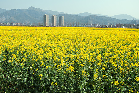 田园春色春天盛开的油菜花背景