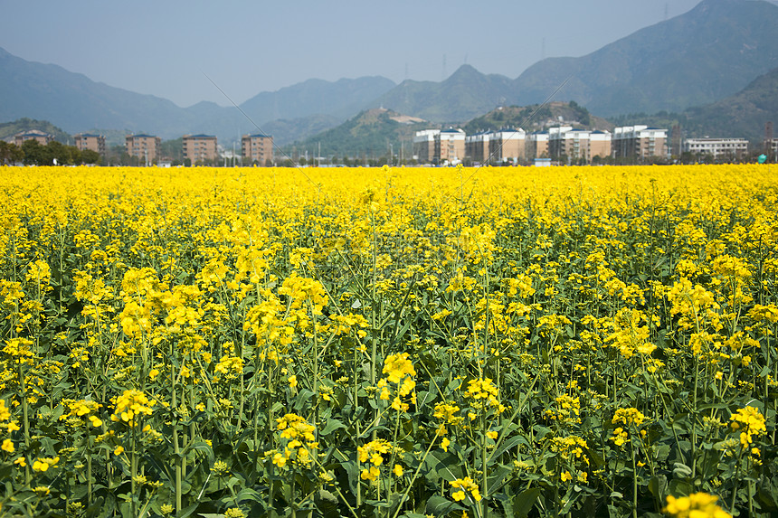 春天盛开的油菜花图片