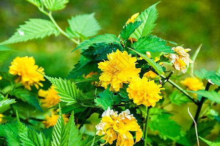 重瓣棣棠花重瓣玫瑰花高清图片