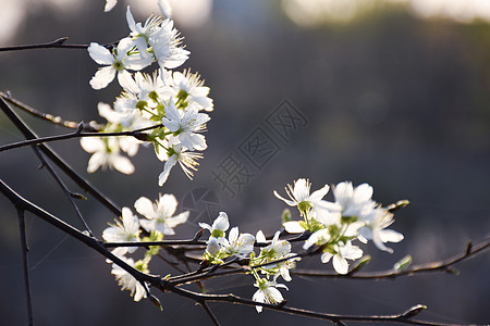 白樱花植物白樱花高清图片