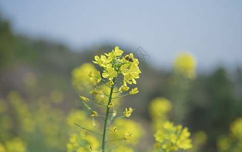 春天盛开的油菜花图片