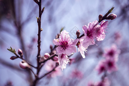 花卉特写春天盛开的桃花背景