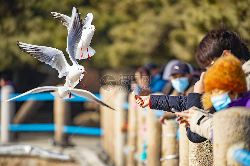 海鸥与人亲密接触图片