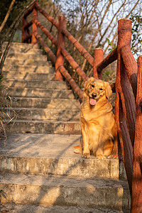 宠物狗狗金毛寻回猎犬户外摄影图片图片