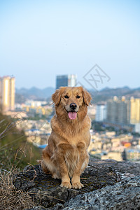 宠物狗狗金毛寻回猎犬户外摄影图片图片