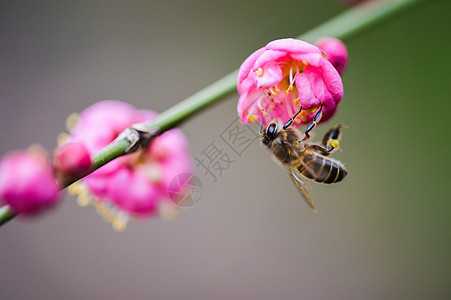 粉色梅花与蜜蜂图片