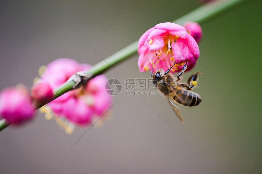 粉色梅花与蜜蜂图片