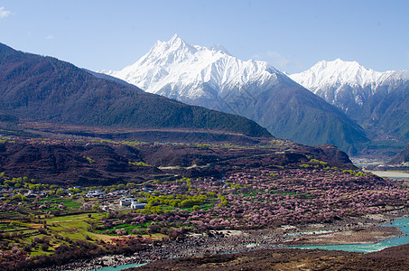 雪山桃花雅鲁藏布江峡谷桃花节背景