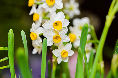 立春水仙花盛开水仙高清图片