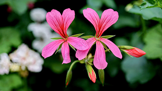 植物特写春天粉红鲜花盛开背景