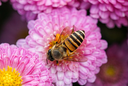 来都来了春天来了蜜蜂采花特写背景