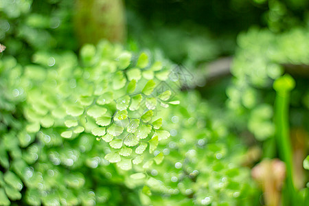 清新雨后微观的植物世界背景图片