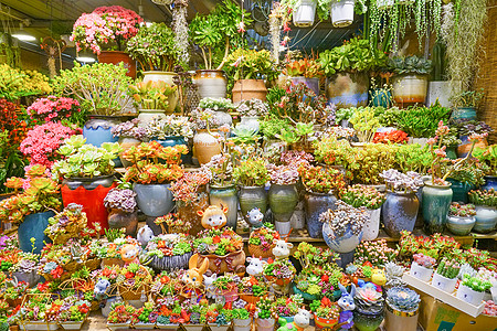 花店里的鲜花和多肉植物背景图片