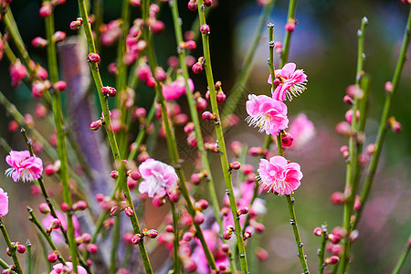 桃花树上的桃花图片