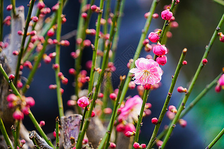 桃花树上的桃花立春高清图片素材