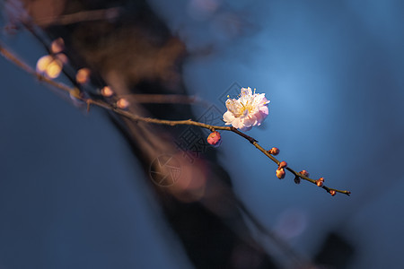 春节梅花梅花背景